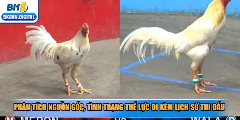 Phân tích nguồn gốc, tình trạng thể lực đi kèm lịch sử thi đấu