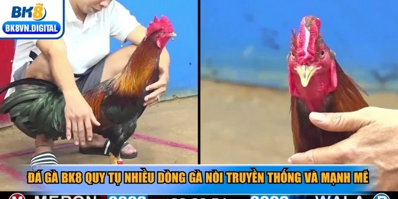 Đá gà BK8 quy tụ nhiều dòng gà nòi truyền thống và mạnh mẽ
