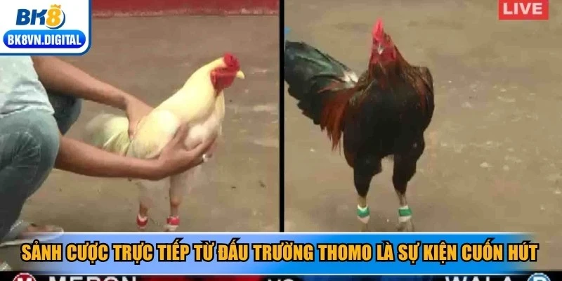 Sảnh cược trực tiếp từ đấu trường Thomo là sự kiện cuốn hút